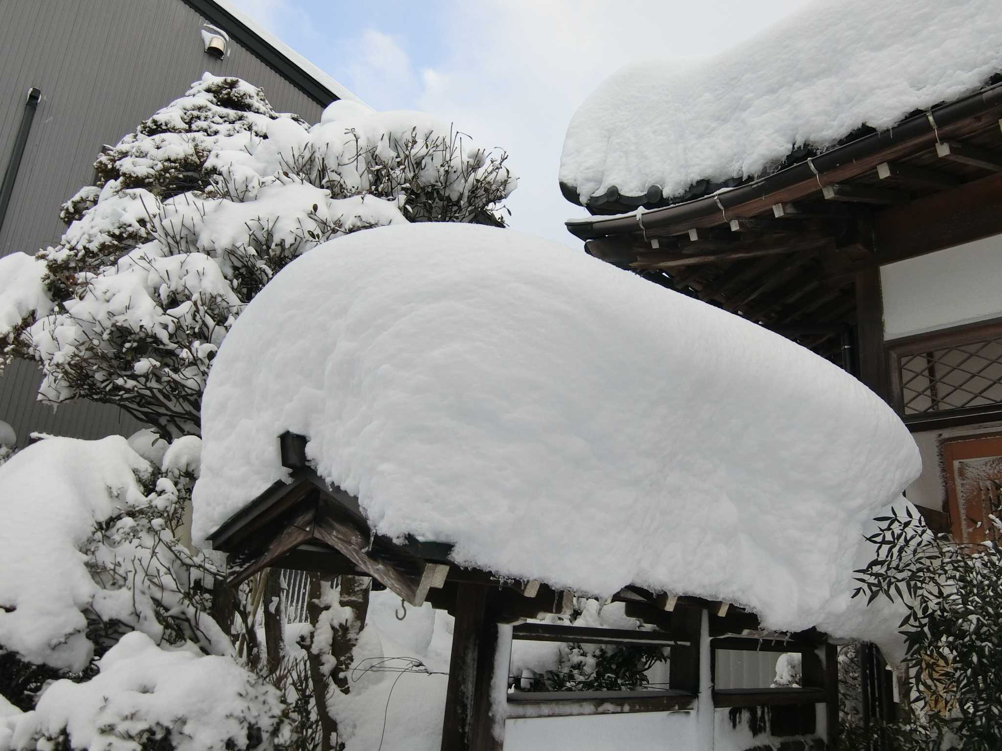 カマキリの今冬大雪の予報が当たりました