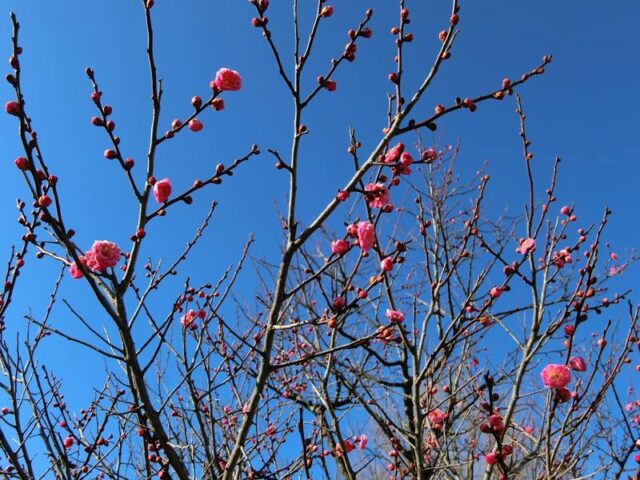 新潟に春の足音。コストコ建設と、名残惜しい老舗の閉店