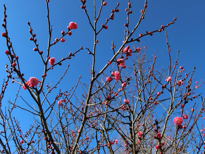 新潟に春の足音。コストコ建設と、名残惜しい老舗の閉店