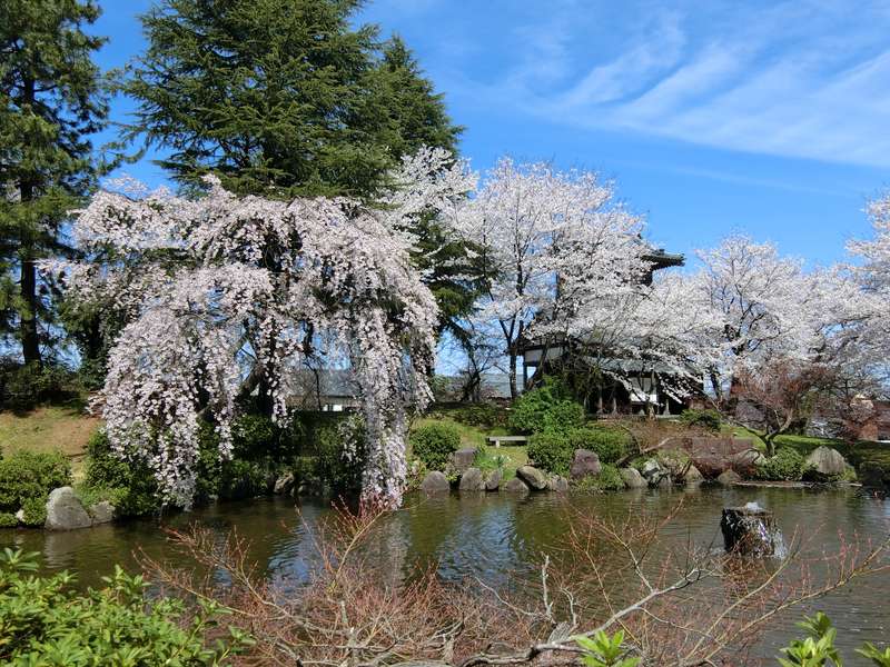満開の桜に誘われ、春の阿賀野路を巡ってきました