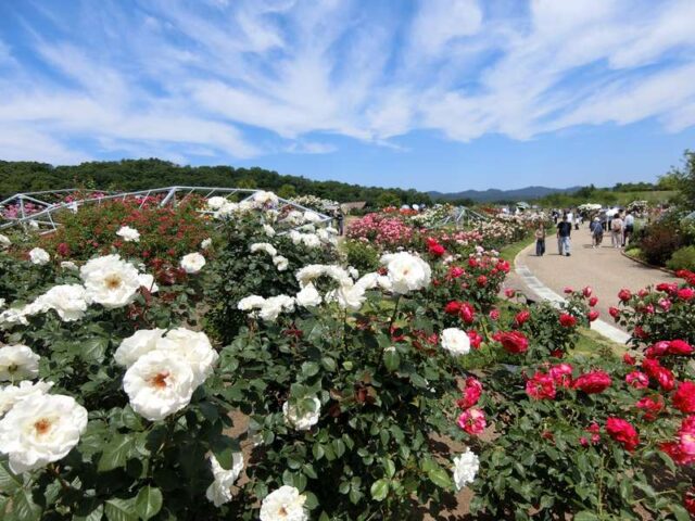 初夏のバラを満喫！国営越後丘陵公園とみつけイングリッシュガーデンへのドライブ