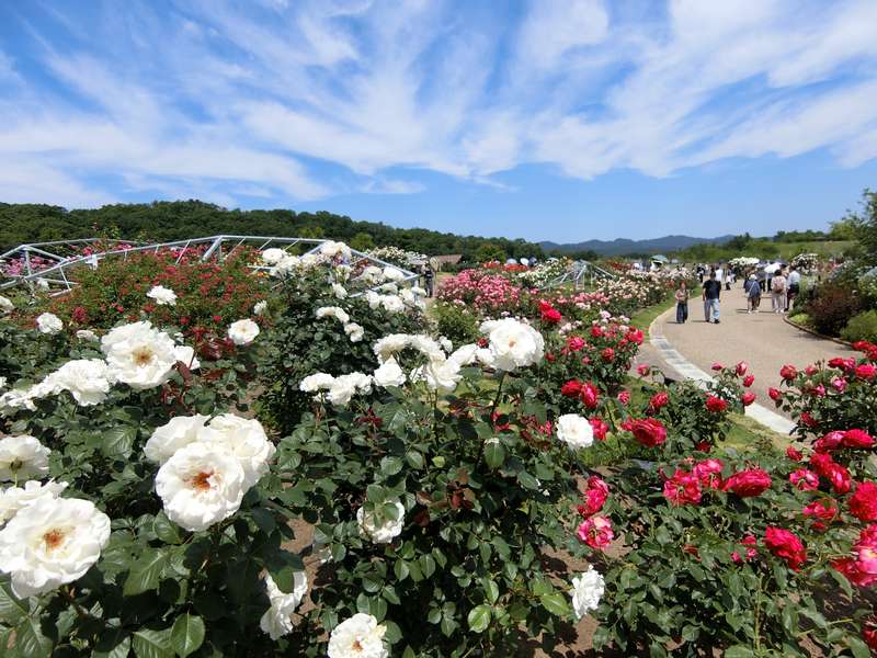 初夏のバラを満喫!国営越後丘陵公園とみつけイングリッシュガーデンへのドライブ