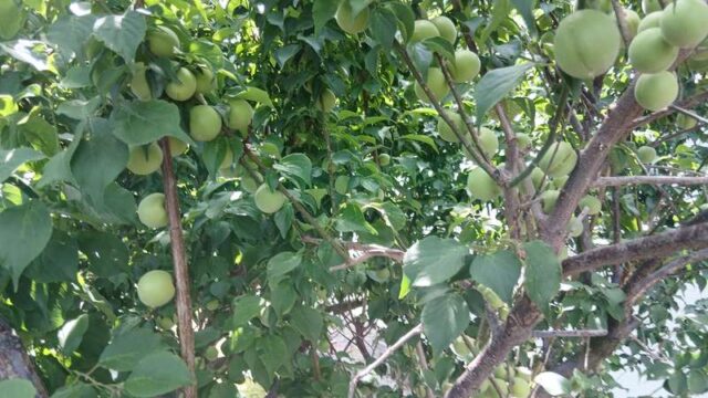 今年は大豊作！新潟の特産「藤五郎梅」を収穫してきました